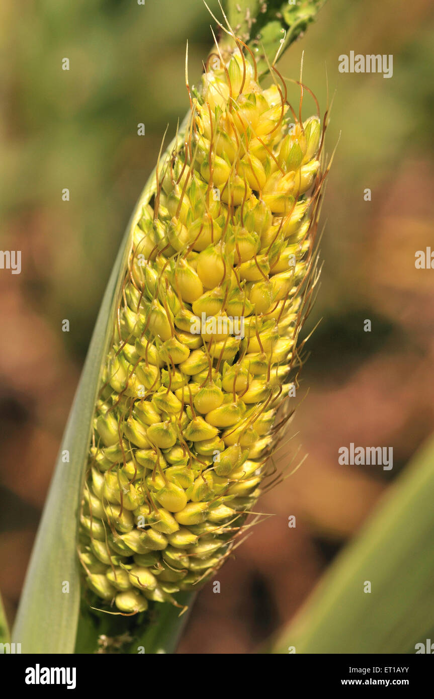 Jowar crop ; Akkalkot ; district de Solapur ; Maharashtra ; Inde Banque D'Images