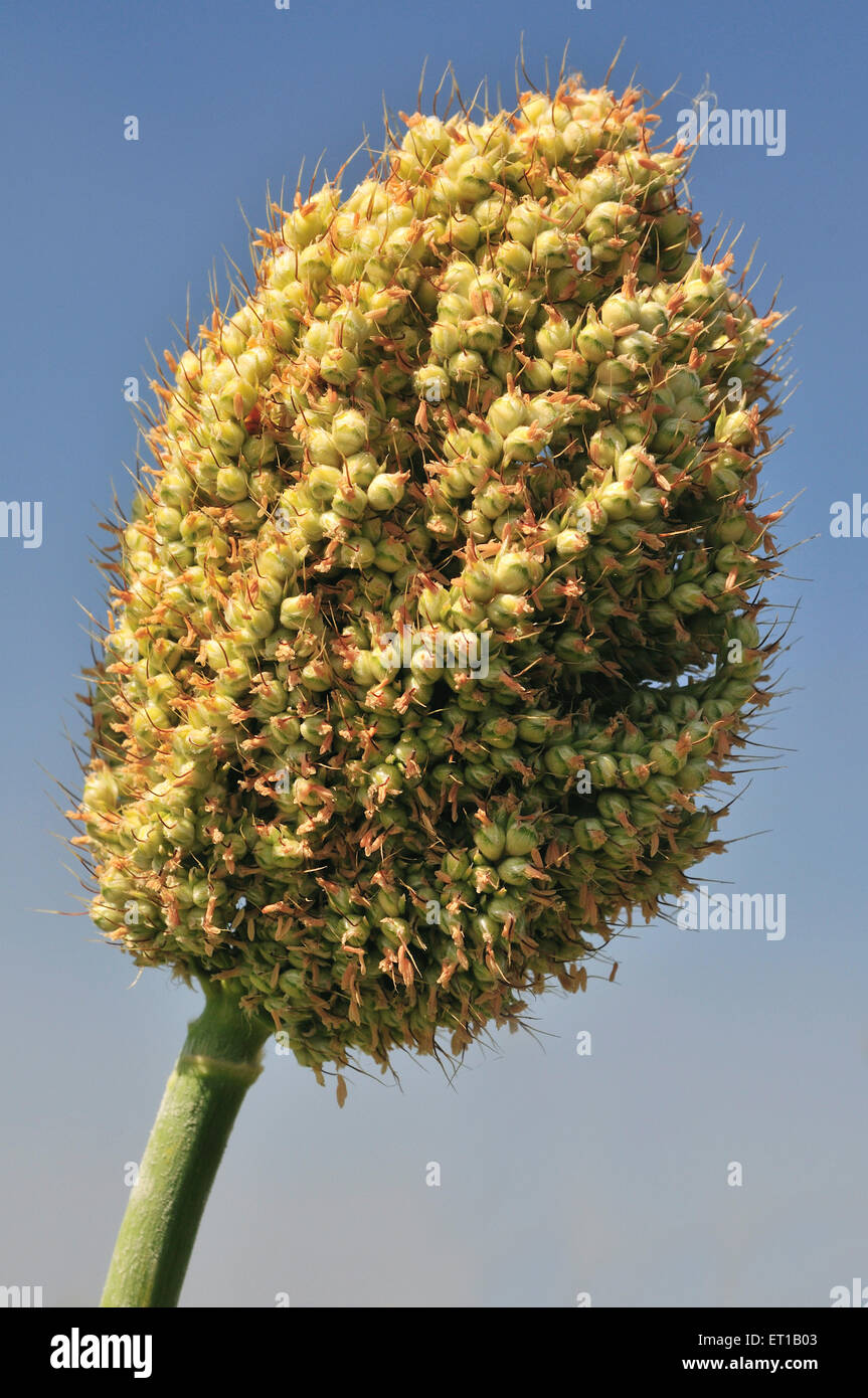 Jowar crop ; Akkalkot ; district de Solapur ; Maharashtra ; Inde Banque D'Images