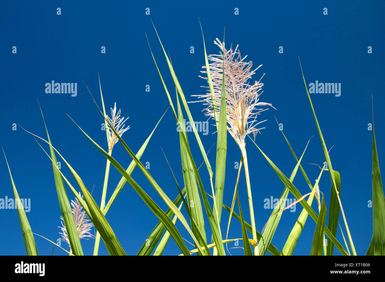 Fleur de canne à sucre ; Solapur ; Maharashtra ; Inde Banque D'Images