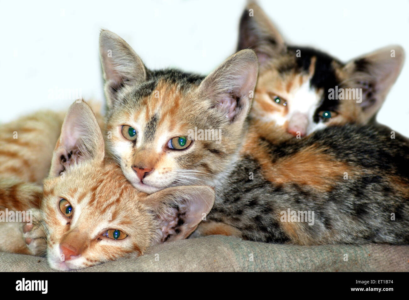 Trois chats sur fond blanc - ccs 167357 Banque D'Images