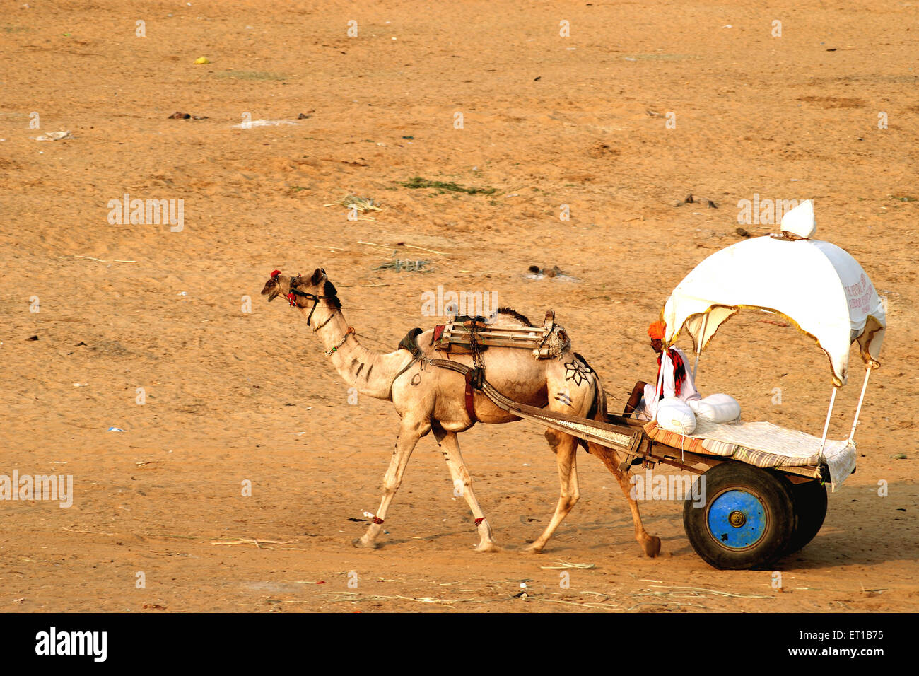 Panier de chameau à Pushkar Rajasthan ; Inde ; Banque D'Images
