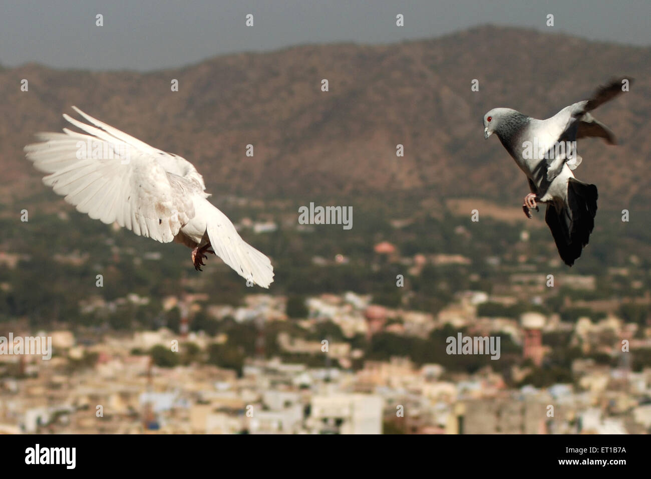 Pigeons de vol Banque D'Images