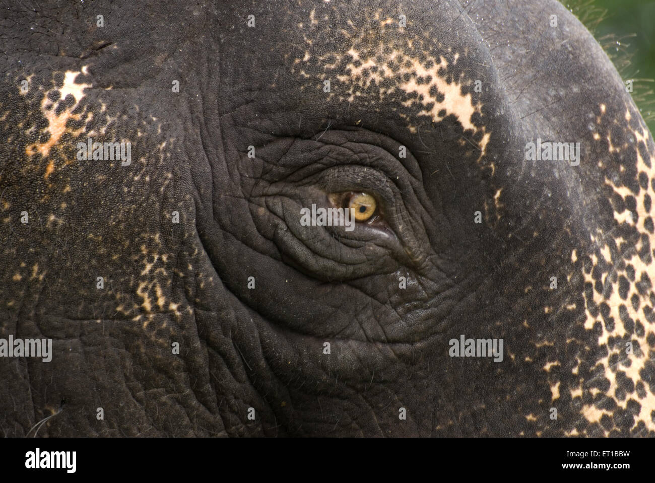 L'œil de l'éléphant d'Inde Keral Banque D'Images