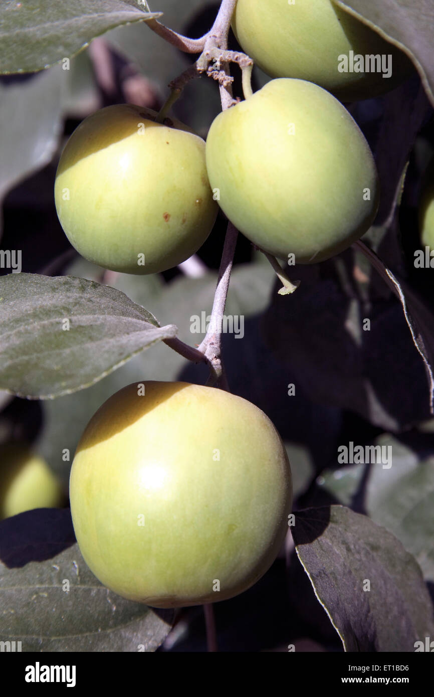 Ziziphiphus mauritiana, jube indien, prune indienne, date chinoise, pomme chinoise,dunks, jujube fruit, Kutch, Gujarat, Inde Banque D'Images