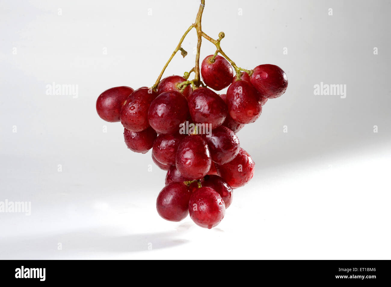 Fruits ; goutte d'eau sur une bande de raisins rouges sur fond blanc Banque D'Images