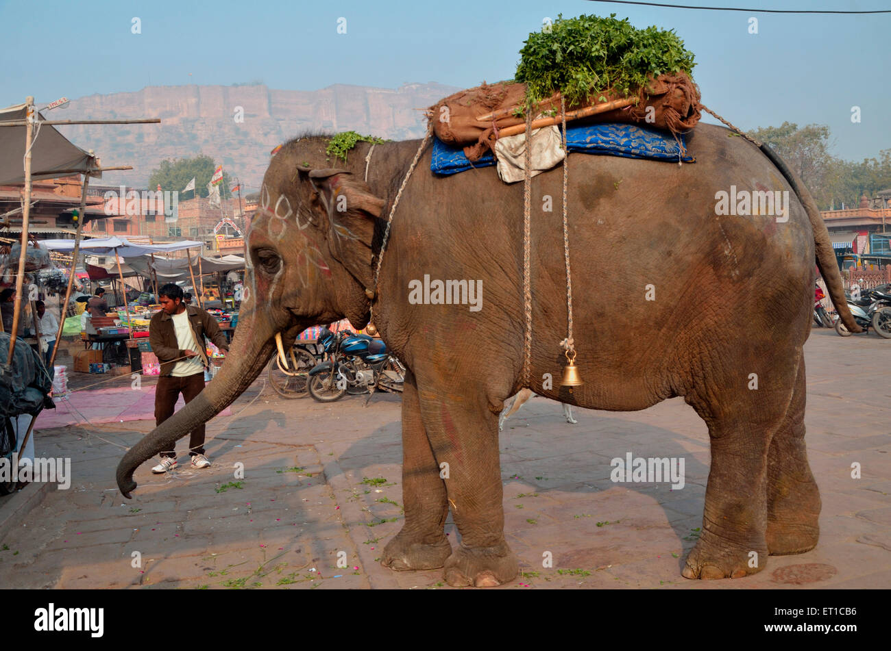 L'éléphant indien Jodhpur Rajasthan Inde Asie mendicité Banque D'Images