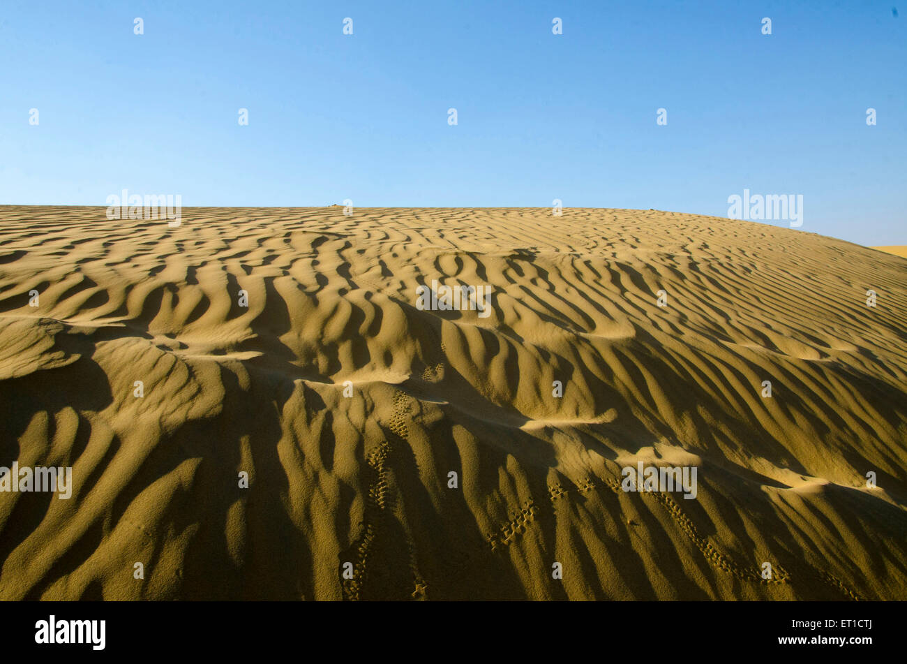 Dunes de sable de Sam (désert du Thar) Jaisalmer Rajasthan Inde Asie Banque D'Images