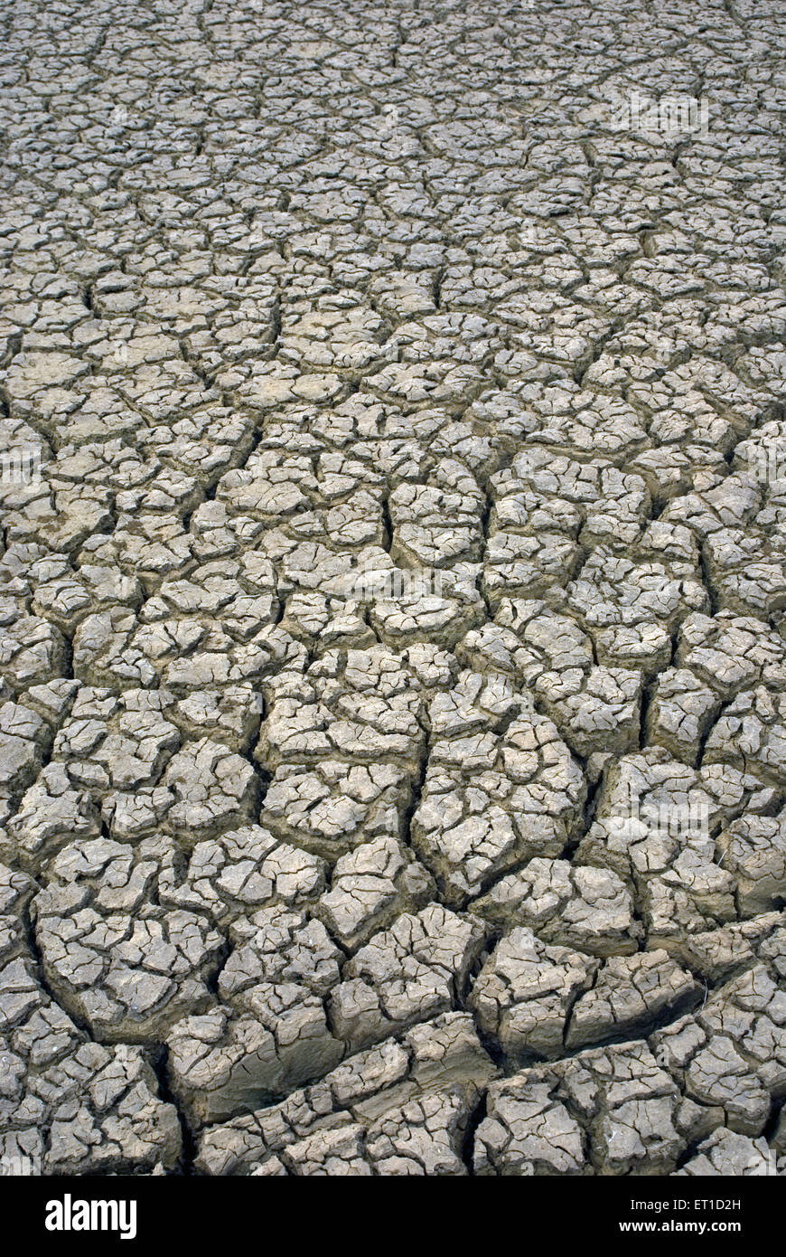 Schéma des fissures dans le sol séché d'un étang en période de sécheresse ; ; ; Inde Rajasthan Jaisalmer Banque D'Images