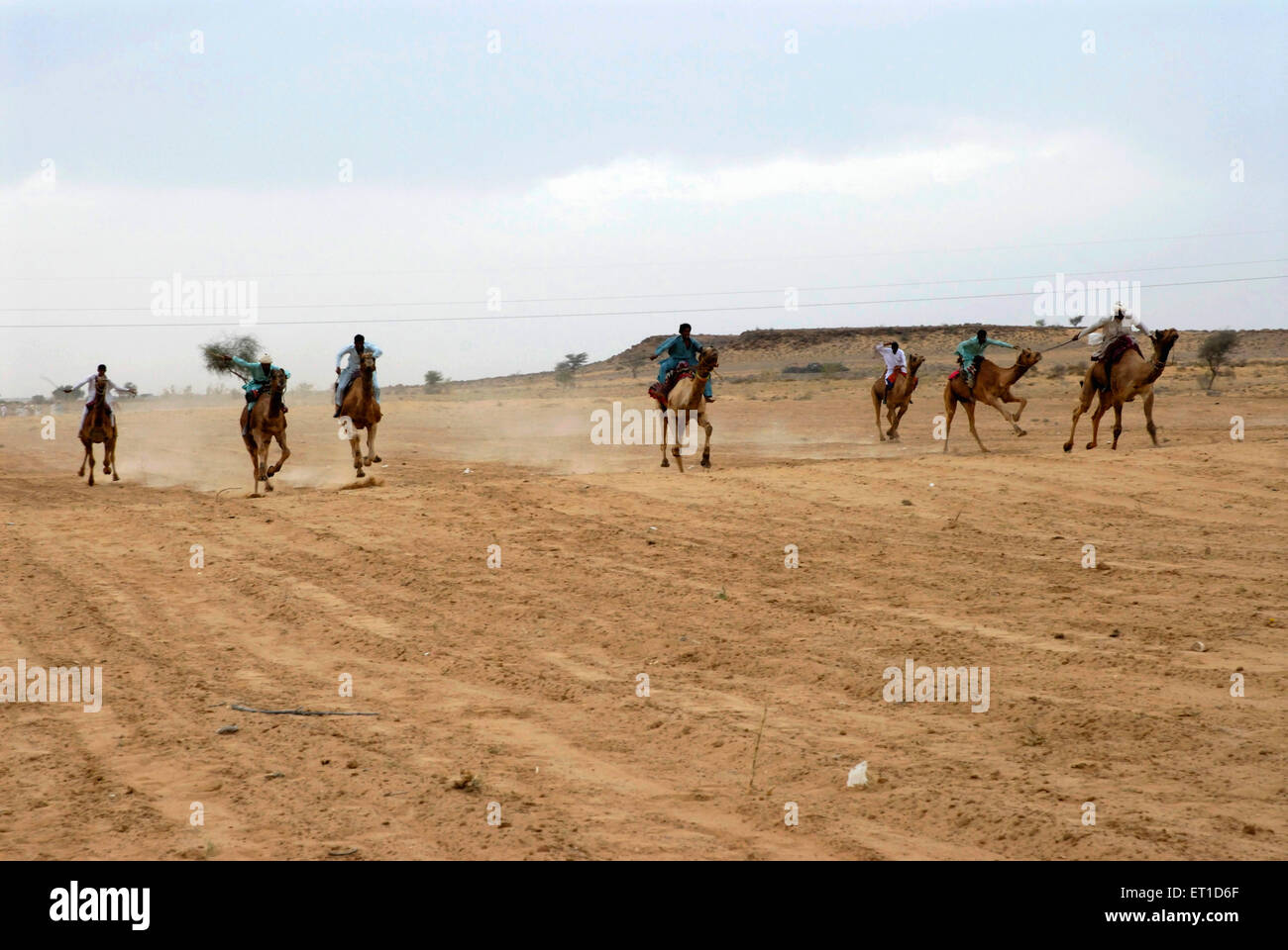 Course de chameaux à Dendasar stadium dans le désert de Jaisalmer Rajasthan festival ; ; ; l'Inde 2009 Banque D'Images