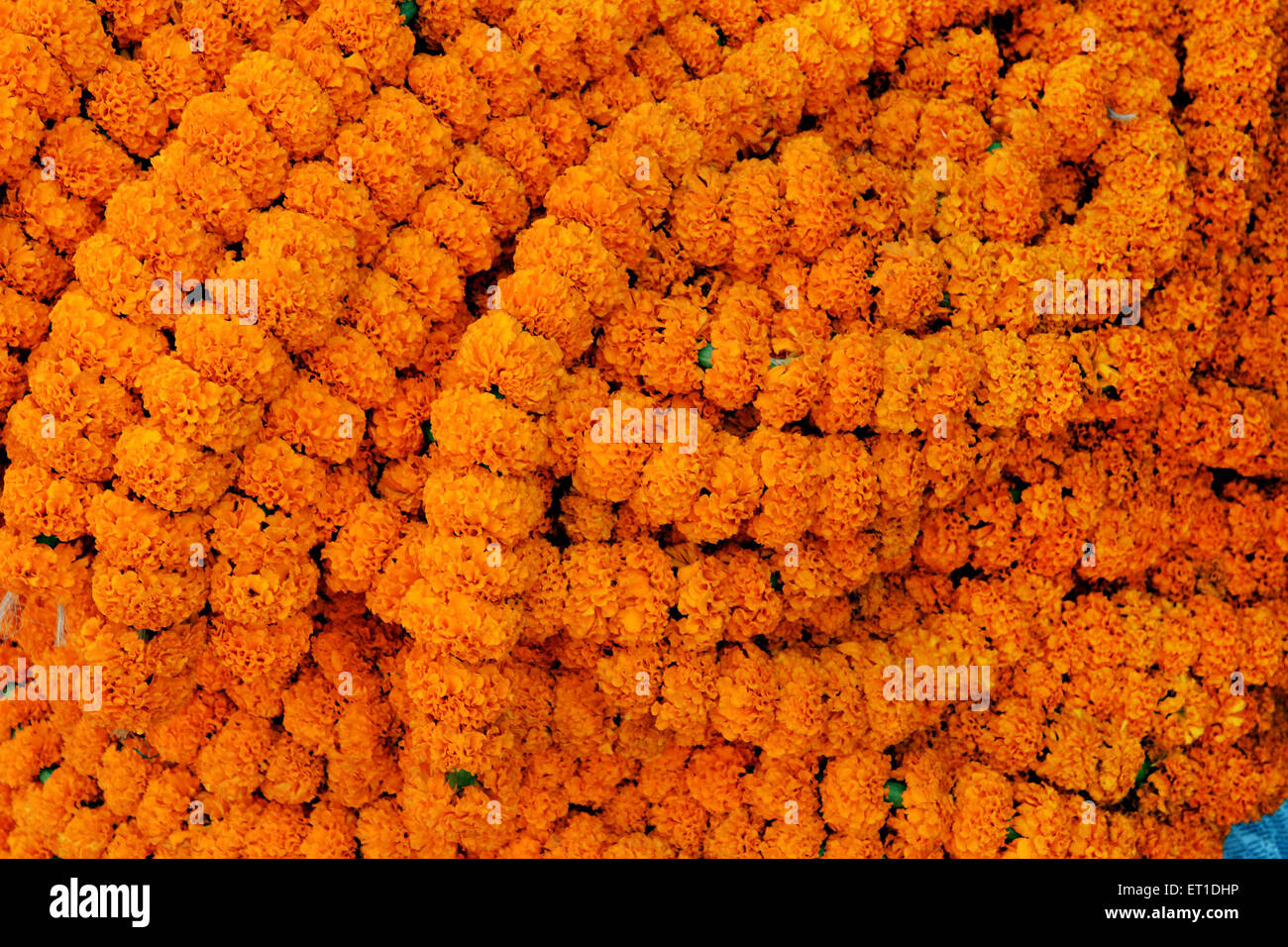 Des guirlandes de fleurs oranges en marché aux fleurs Kolkata West Bengal India Asie Banque D'Images