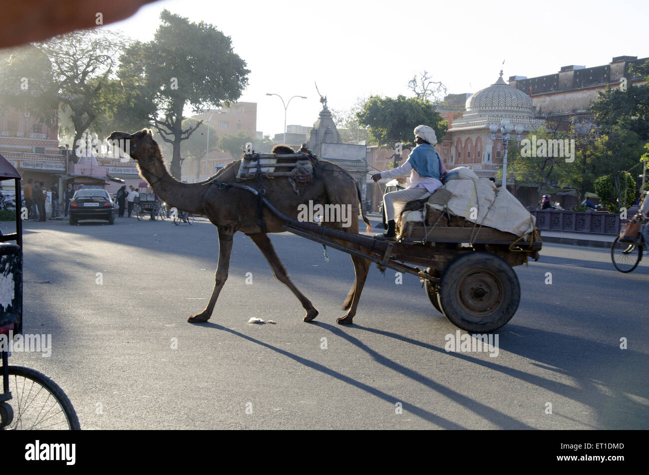 Camel Panier déménagement sur route dans le Rajasthan en Inde à Jaipur Banque D'Images