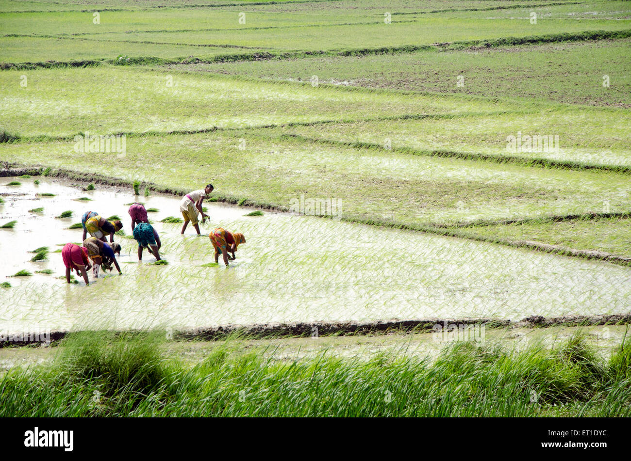 Les personnes travaillant dans des rizières dans la région de Calcutta à l'ouest du Bengale en Inde Asie Banque D'Images