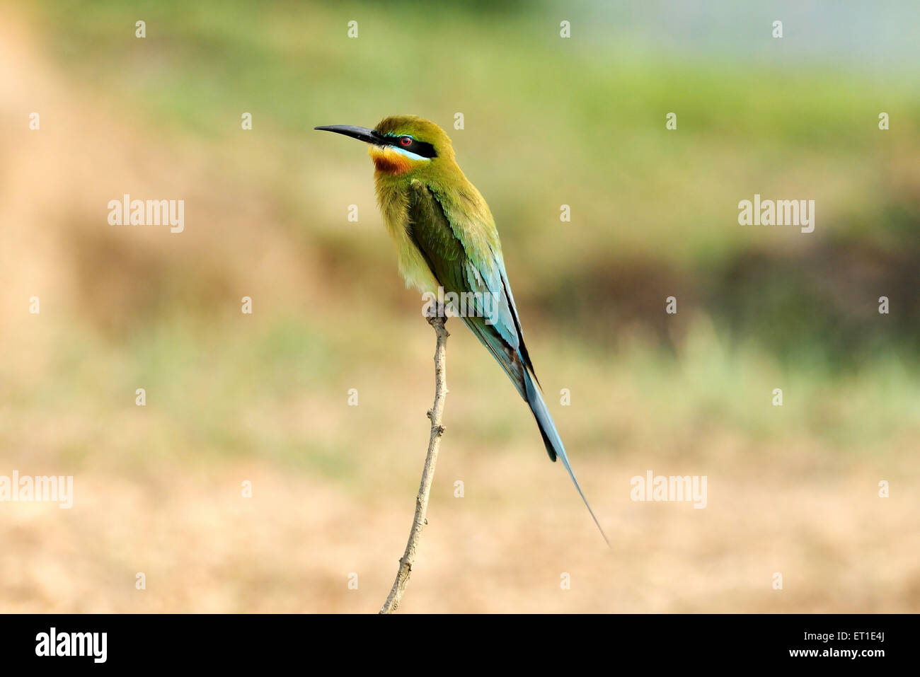 Mangeur d'abeilles bleu à queue bleue, merops superciliosus phippinus Banque D'Images