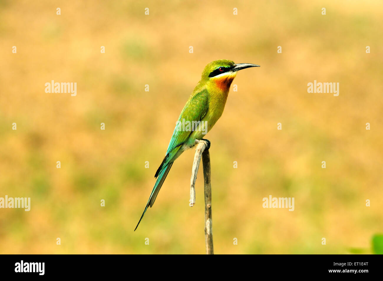 Mangeur d'abeilles bleu à queue bleue, merops superciliosus phippinus Banque D'Images