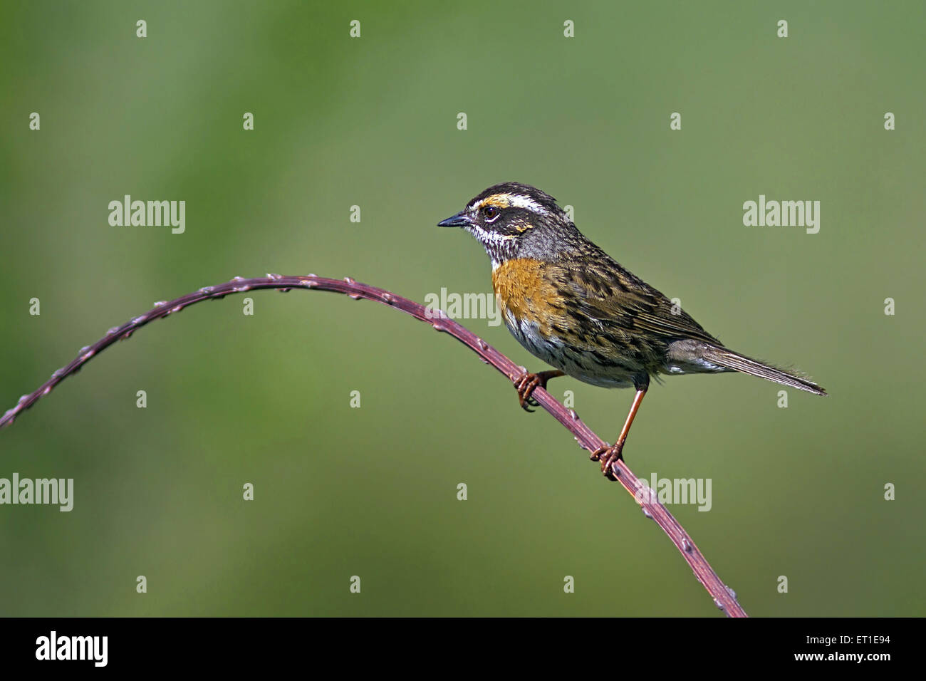 Bruant breasted Accentor à Himachal Pradesh, Inde Banque D'Images