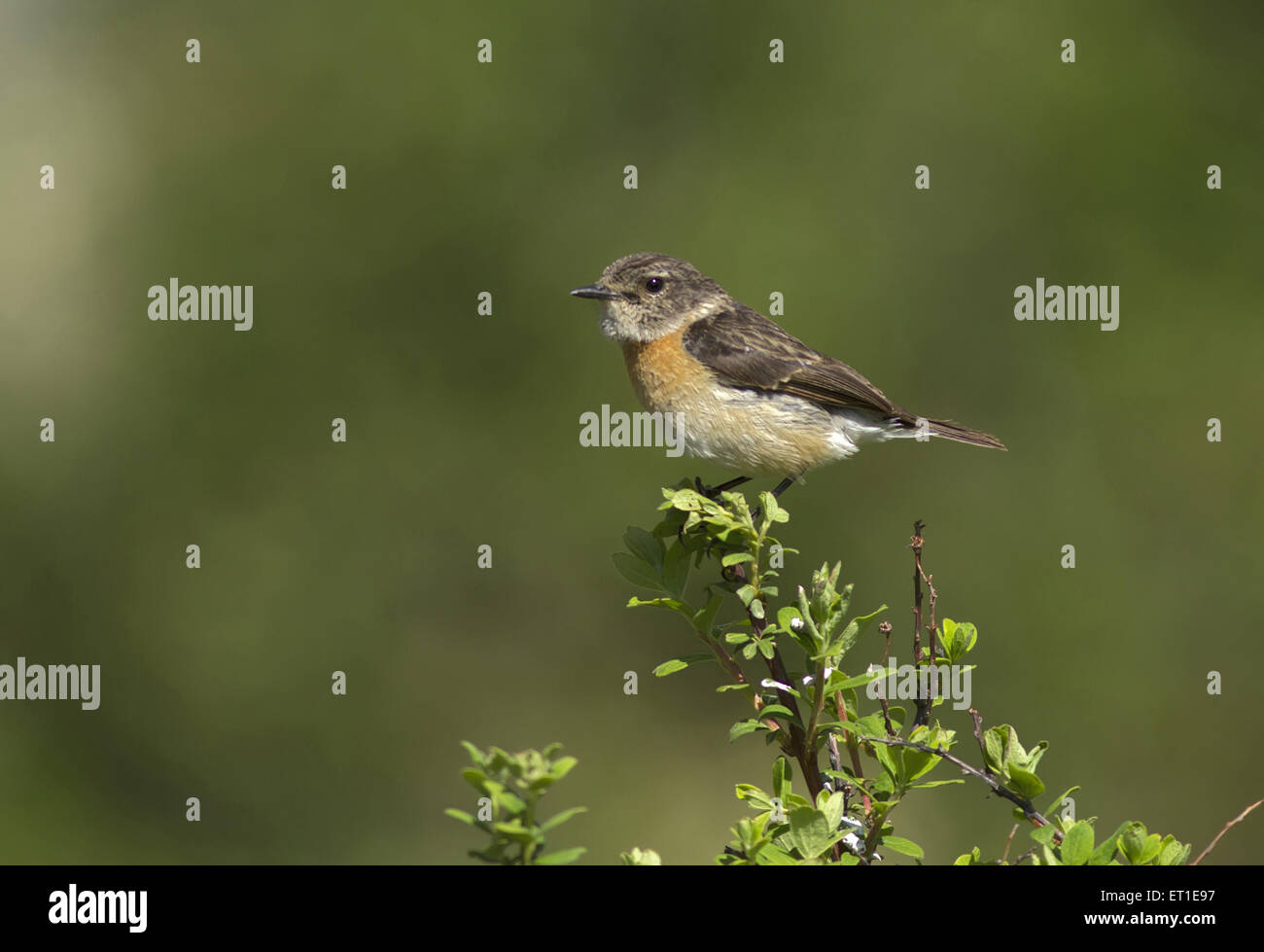 Stonechat sibérien à Himachel Pradesh Inde Banque D'Images