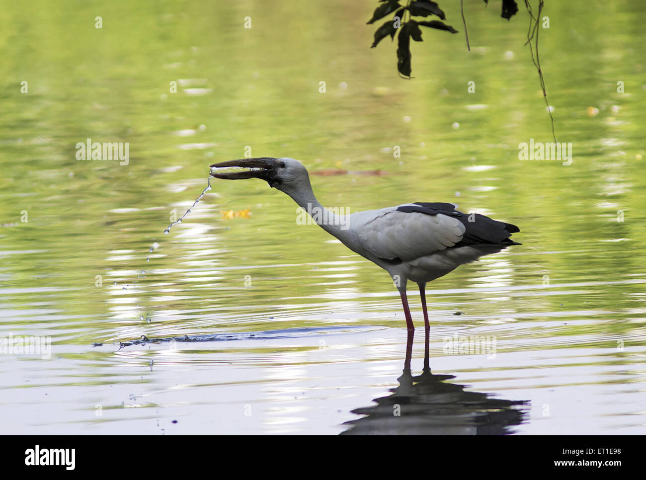 Openbill Stork à Karnataka Inde Banque D'Images
