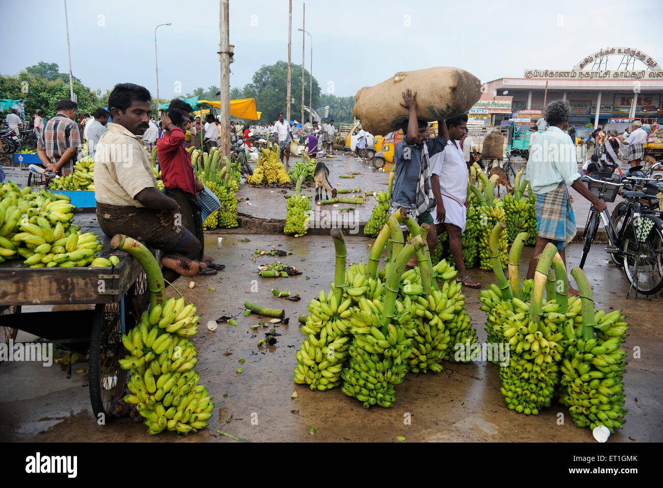 Vendeur de bananes dans Thanjavur ; marché ; Tamil Nadu Inde ; Banque D'Images