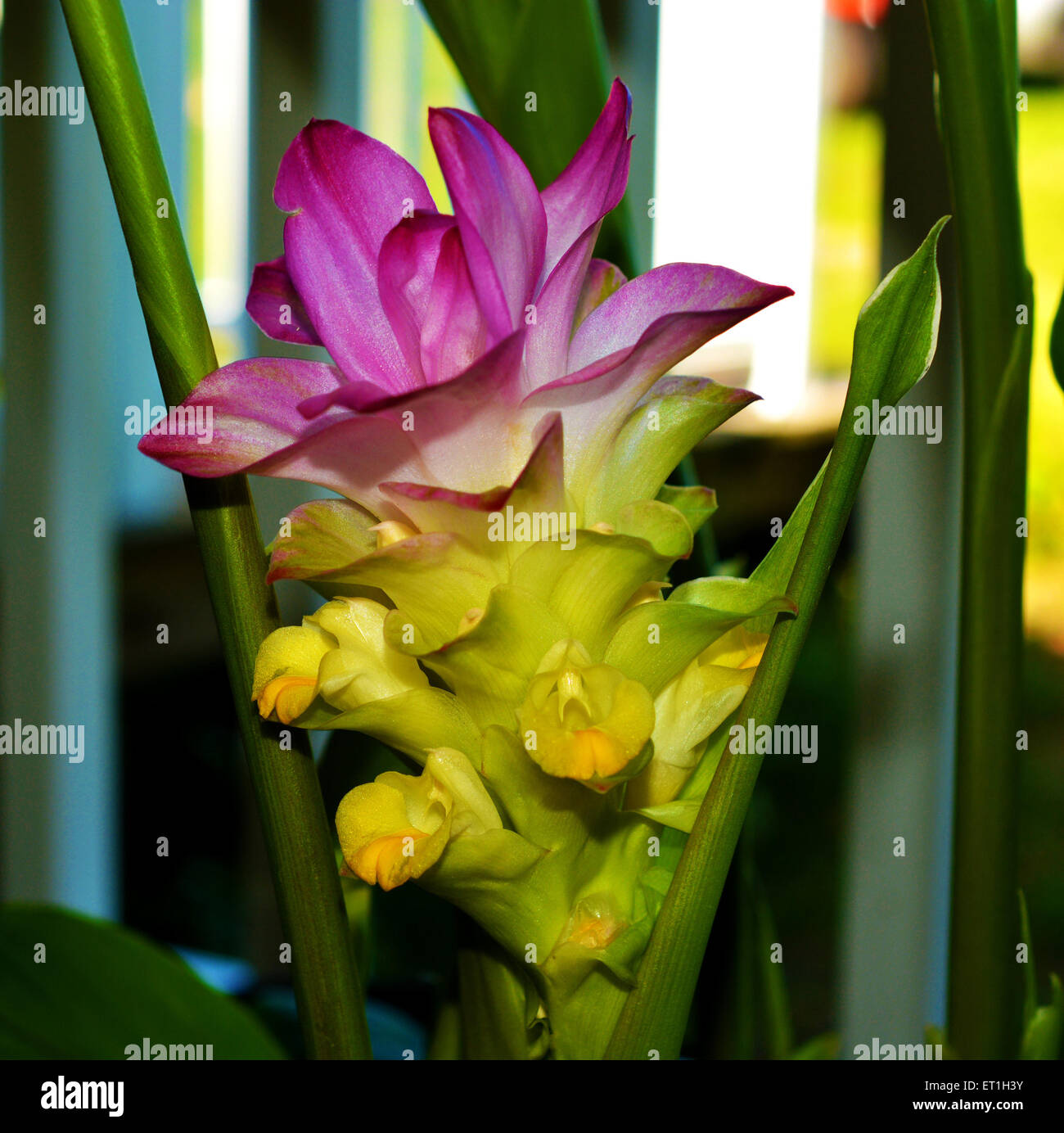 Photo d'un Curcuma Cordata 'Jewel' de Thaïlande à Brooksville, Florida USA Banque D'Images