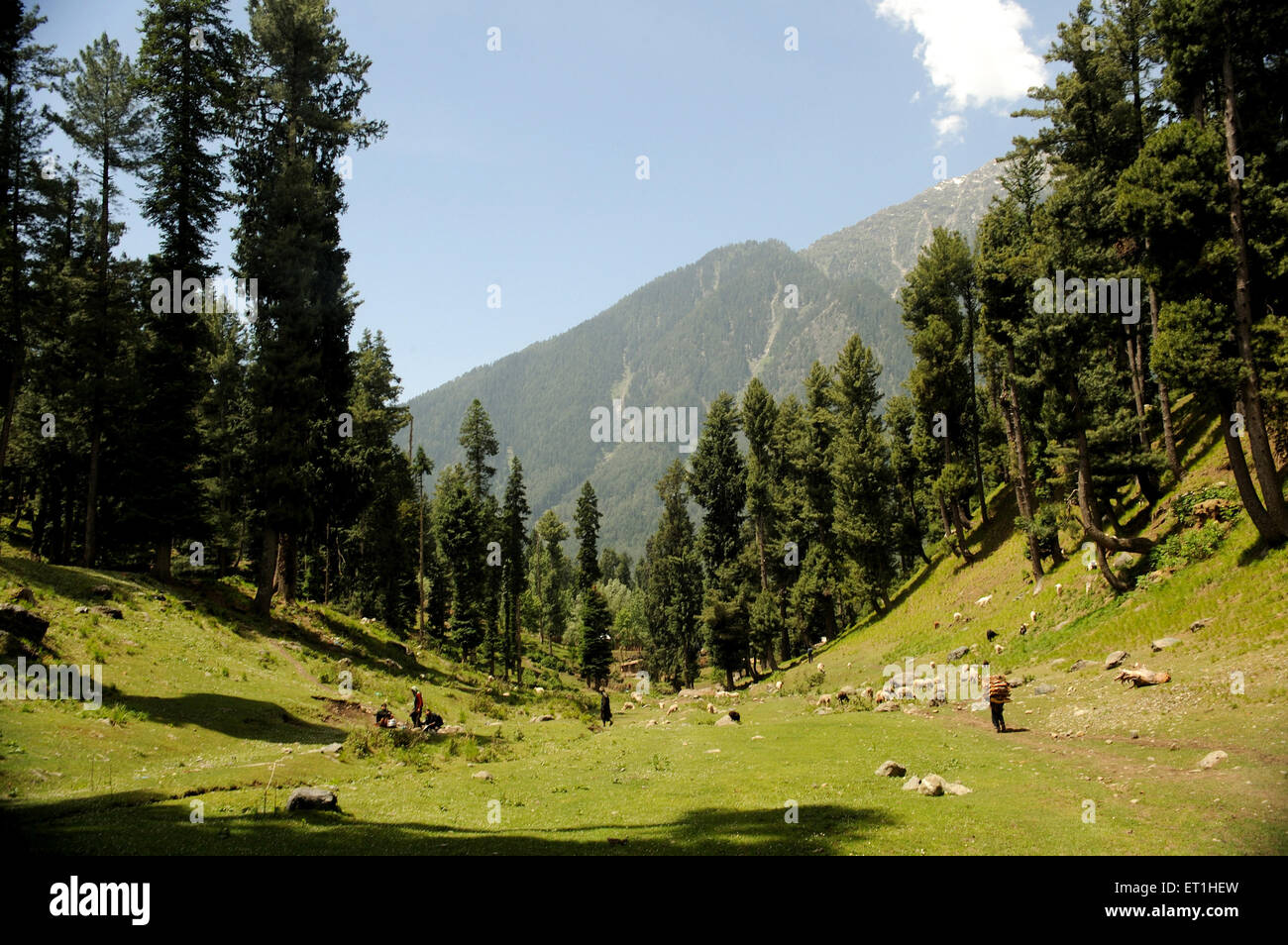 Vallée, Cachemire, Jammu-et-Cachemire, territoire de l'Union, UT,Inde, Asie, Asie, Indien Banque D'Images