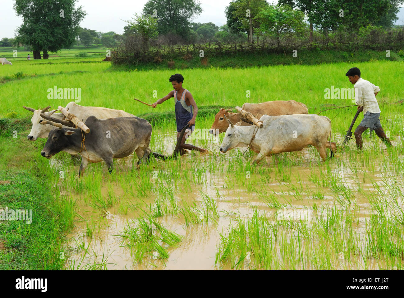 Les hommes des tribus Ho avec taureaux en rizière ; Chakradharpur Jharkhand ; Inde ; PAS DE MR Banque D'Images