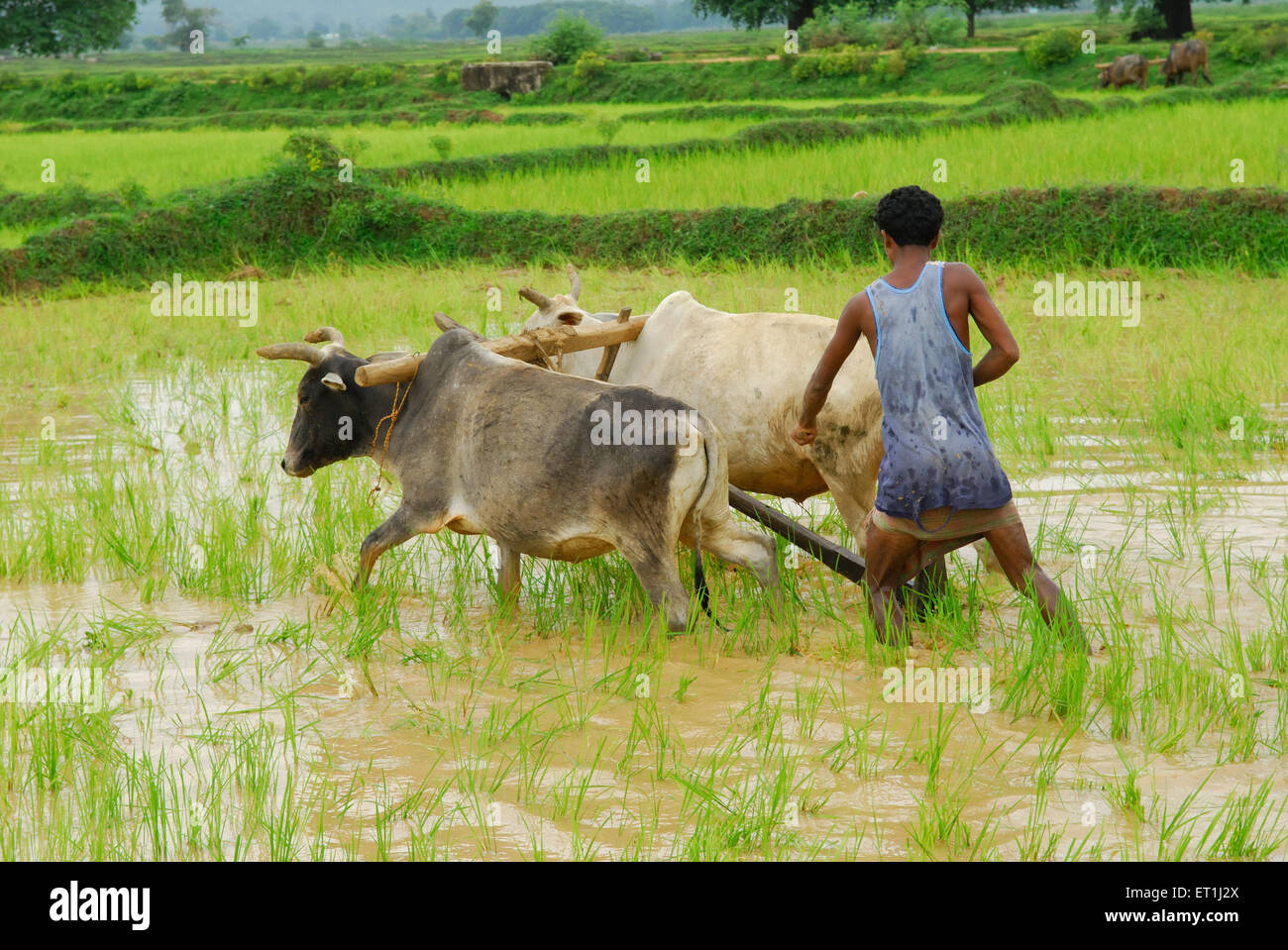 Tribus Ho man avec taureaux en rizière ; Chakradharpur Jharkhand ; Inde ; PAS DE MR Banque D'Images