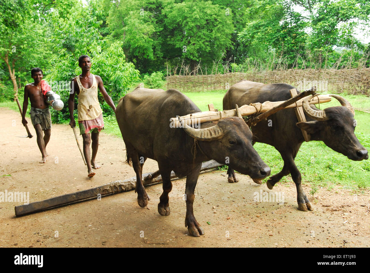Agriculteurs avec bétail, tribu Ho, peuple tribal, Chakradharpur, Singhbhum Ouest, Jharkhet, Inde, Asie Banque D'Images