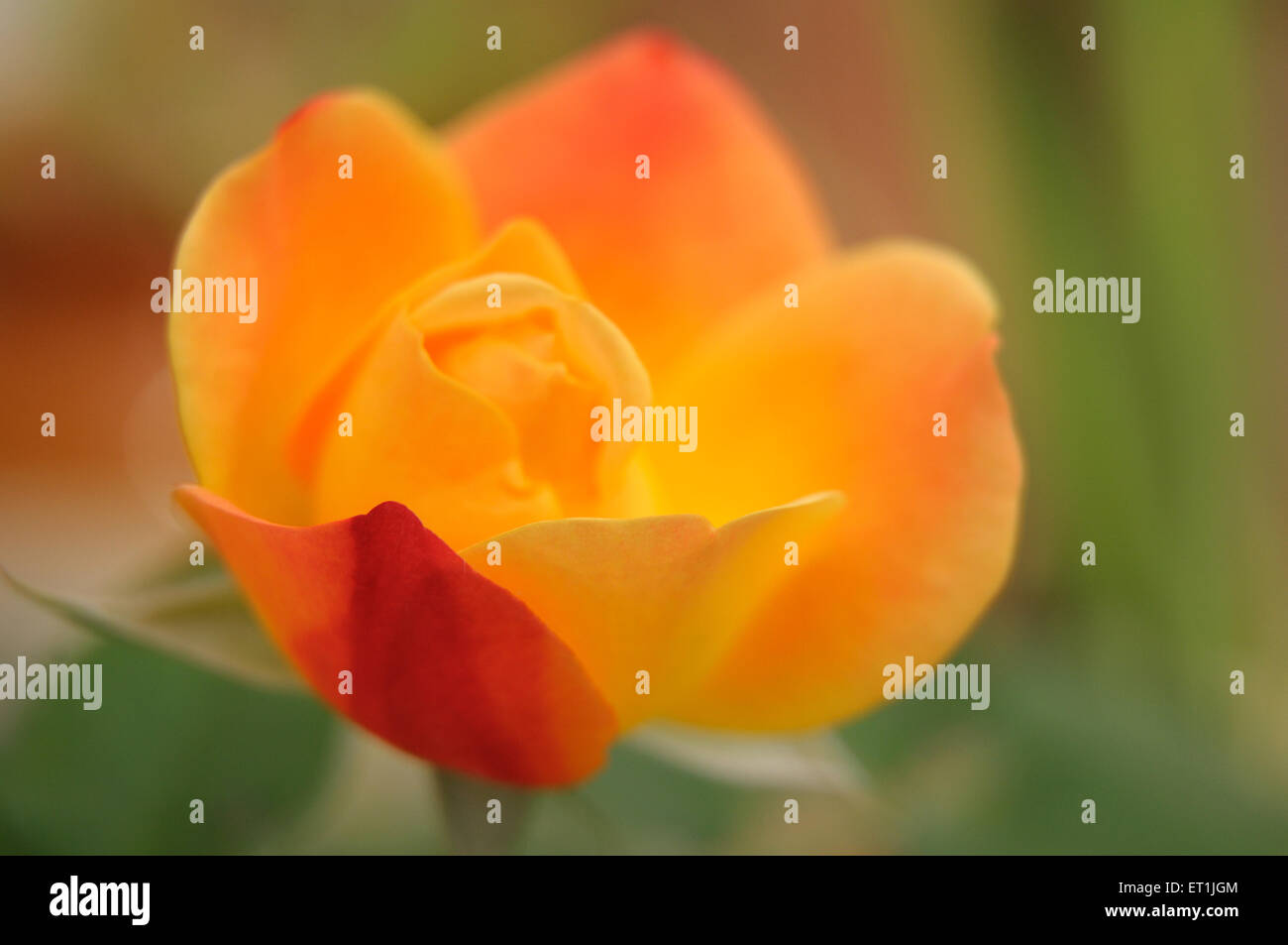 une fleur rose orange jaune Banque D'Images