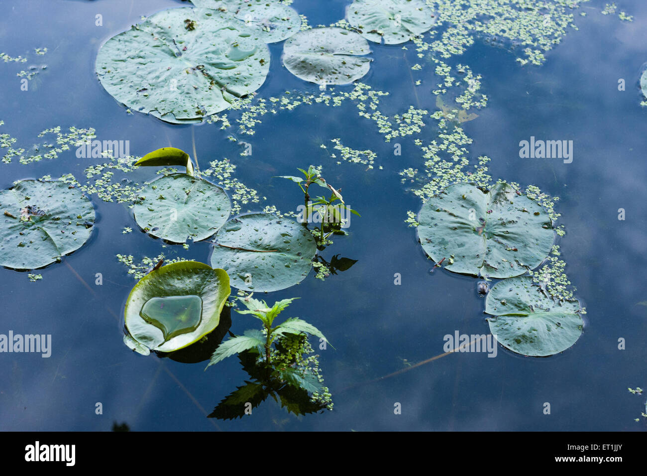 Les feuilles de lis d'eau libre dans un lac à Rochester, NY Banque D'Images