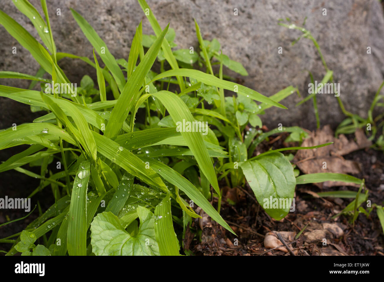 Touffe d'herbe avec des gouttes de pluie et rock. Banque D'Images