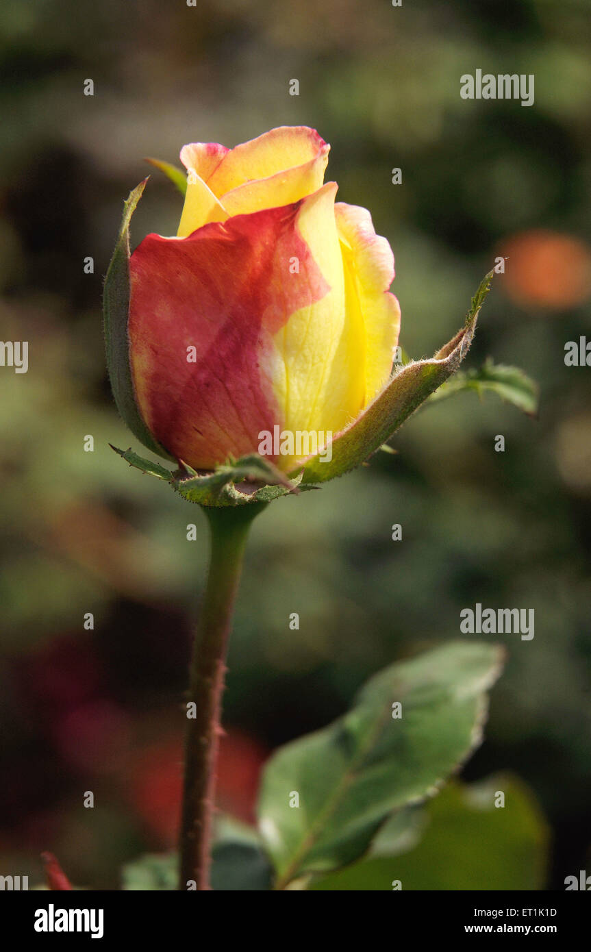 rose fleur jaune rouge Banque D'Images