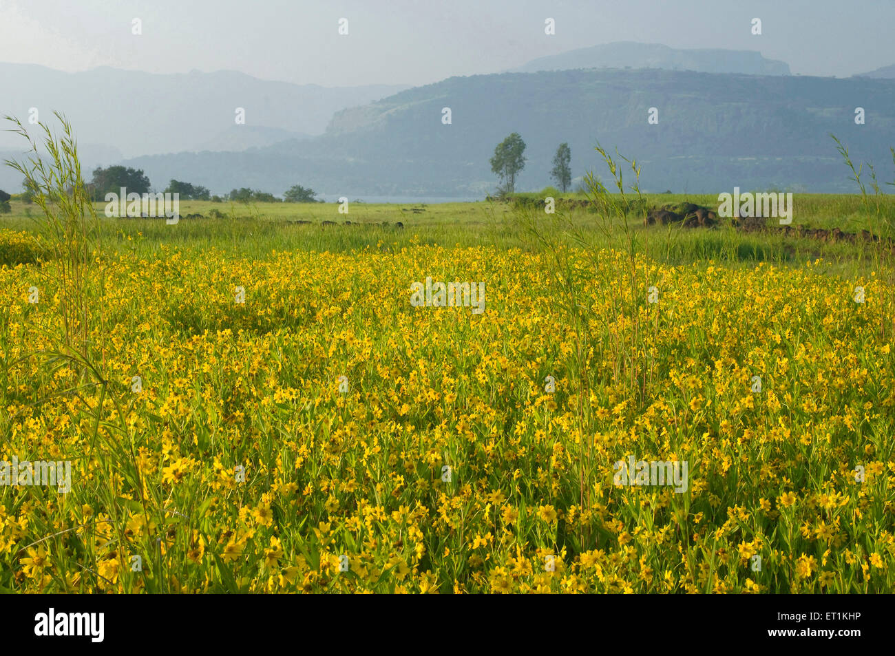 Paysage avec des fleurs jaunes en Asie Inde Maharashtra à Bhandardara Banque D'Images