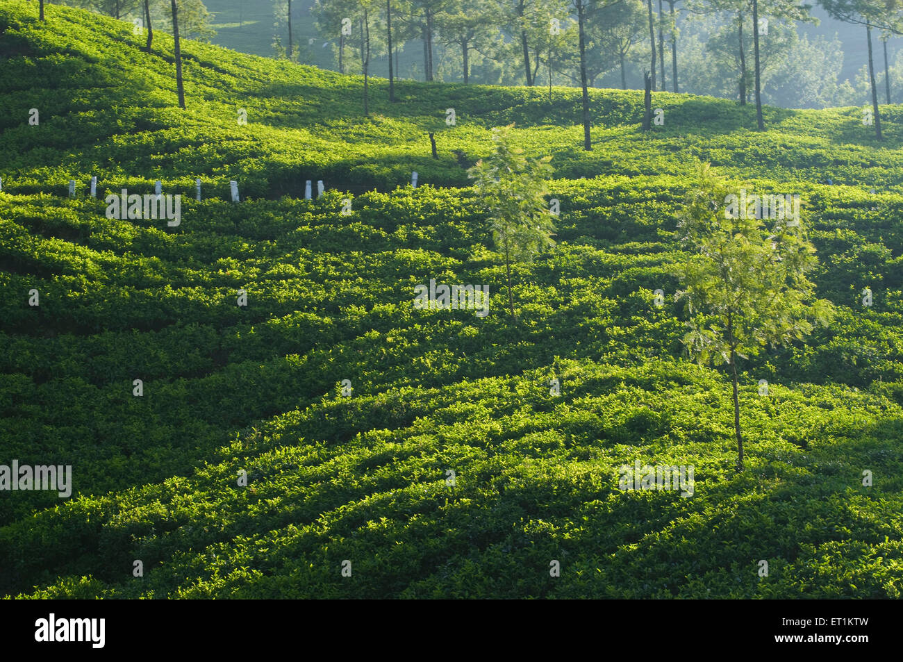 Jardin de thé munnar Kerala Inde Asie Banque D'Images
