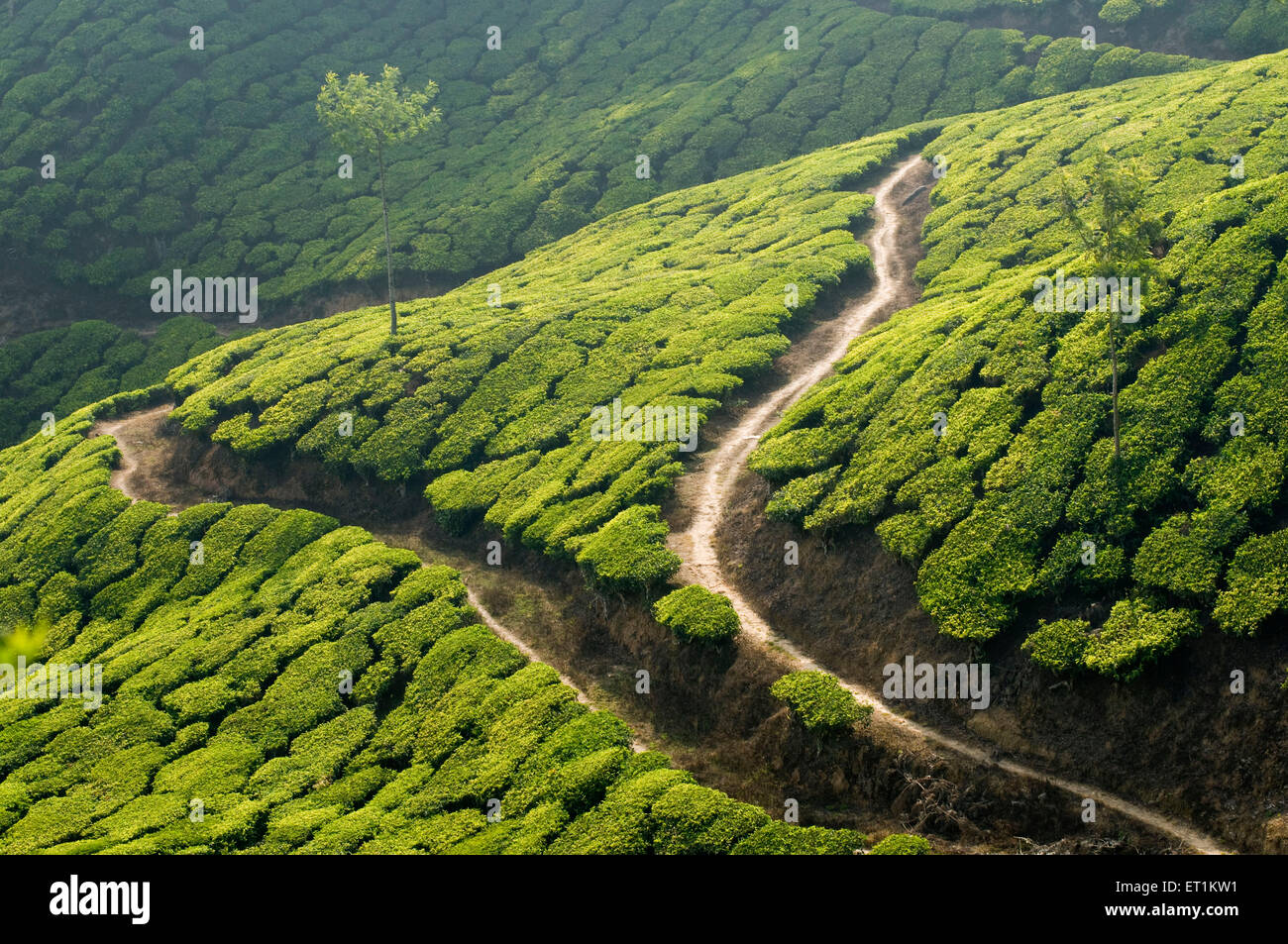 Jardin de thé Munnar Kerala Inde Asie Banque D'Images