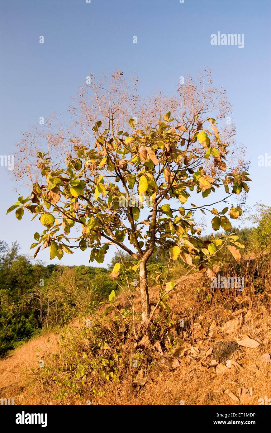 arbre tectona grandis, arbre en teck, arbre de flèche, petit arbre, Anjarle ;District Dapoli ; Maharashtra ; Inde Banque D'Images