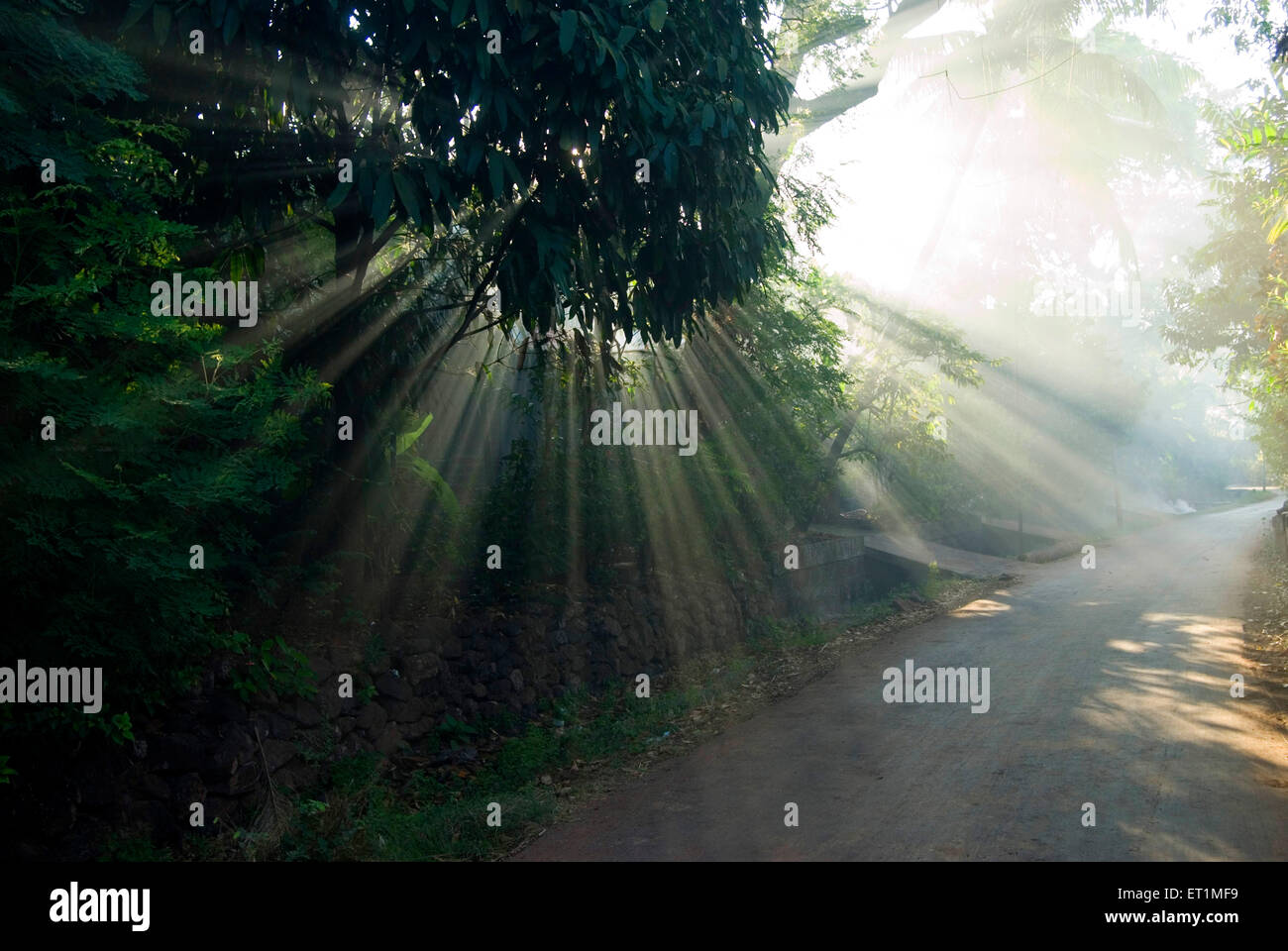 Sunbeam soleil rayons du soleil à travers l'arbre ; route du village d'Anjarle ; quartier Dapoli ; Ratnagiri ; Maharashtra ; Inde ;Asie Banque D'Images