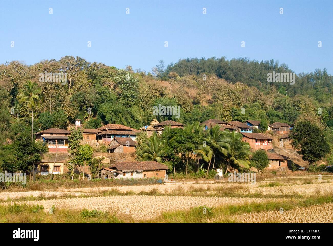 Village indien ; Anjarle ; Dapoli taluka ; district de Ratnagiri ; Maharashtra ;Inde Banque D'Images