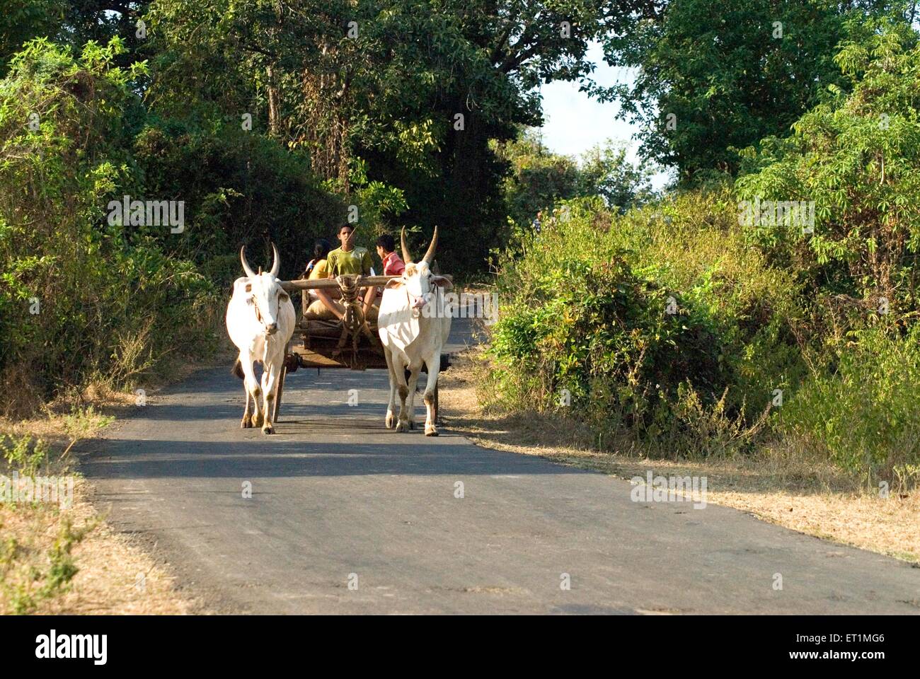 Charrette sur route à Anjarle village à Dapoli district ; Maharashtra Inde ; Banque D'Images