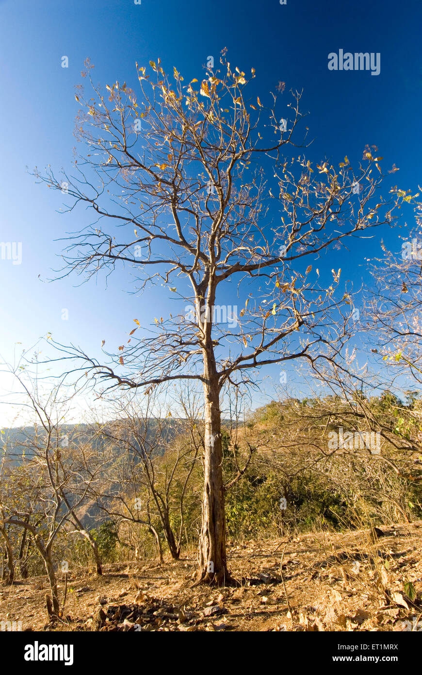 Début de la lumière du matin sur arbre de teck au montagnes de satpura Bhimkund point à Chikhaldara Amravati ; ; ; Inde Maharashtra Banque D'Images