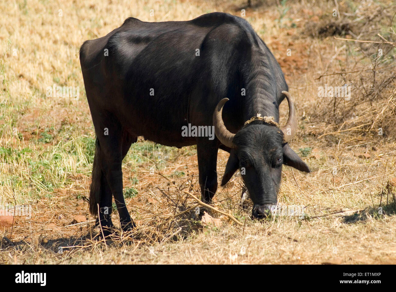 Bisons, Chikhaldara, station de montagne, Satpura Range, plateau de Deccan,Amravati, Maharashtra, Inde, Asie Banque D'Images