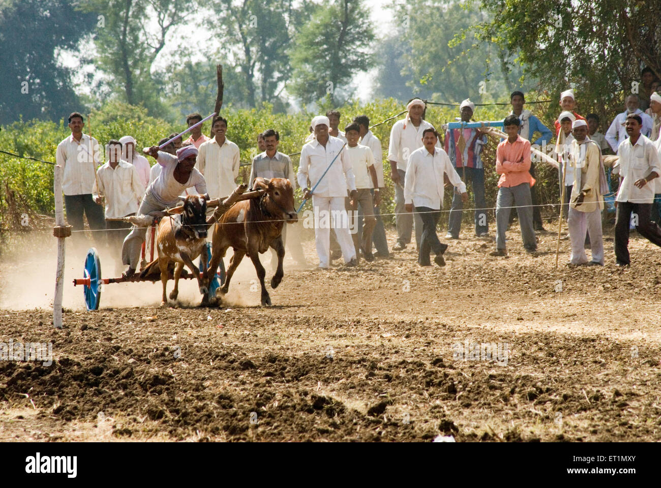 Charrette de la race et rider Aisalpur au village du district ; ; ; Inde Maharashtra Amravati Banque D'Images