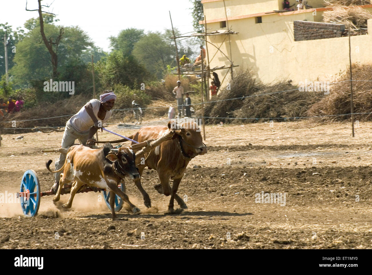 Charrette de la race et rider Aisalpur au village du district ; ; ; Inde Maharashtra Amravati Banque D'Images