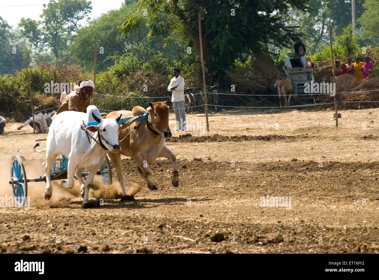 Charrette de la race et rider Aisalpur au village du district ; ; ; Inde Maharashtra Amravati Banque D'Images