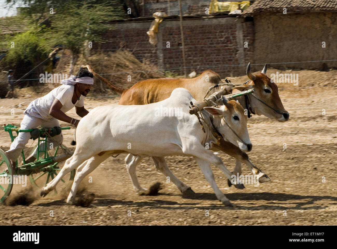 Charrette de la race et rider Aisalpur au village du district ; ; ; Inde Maharashtra Amravati Banque D'Images