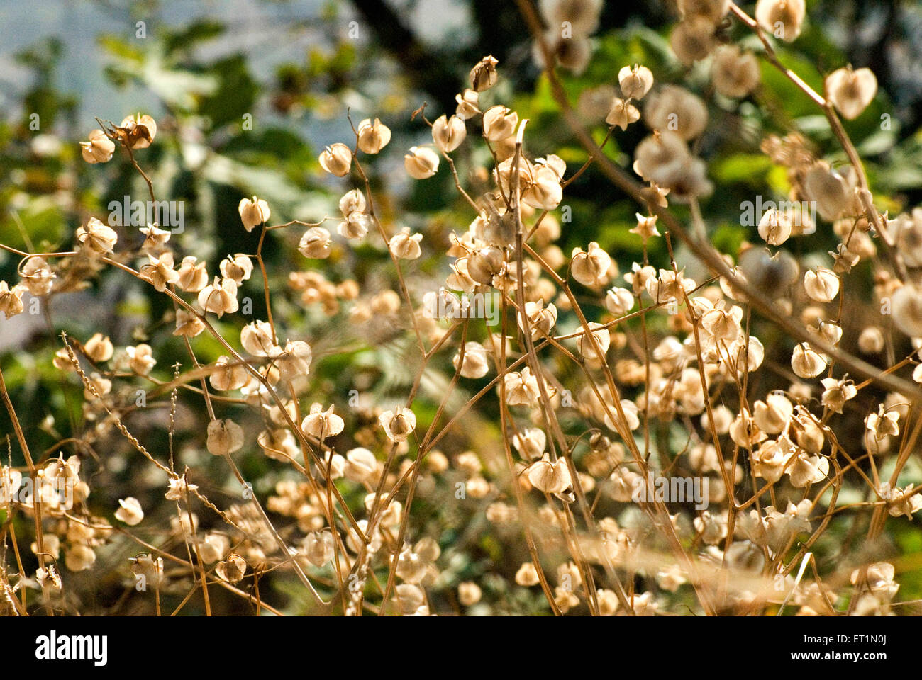 Fleurs séchées Banque D'Images