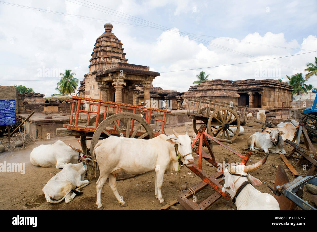 Vaches et panier à temple ; Aihole ; ; ; Inde Karnataka Bagalkot Banque D'Images