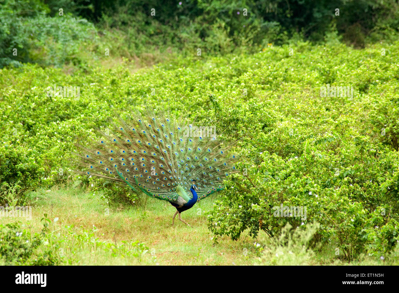 Peacock Peafowl danse pavo cristatus Banque D'Images