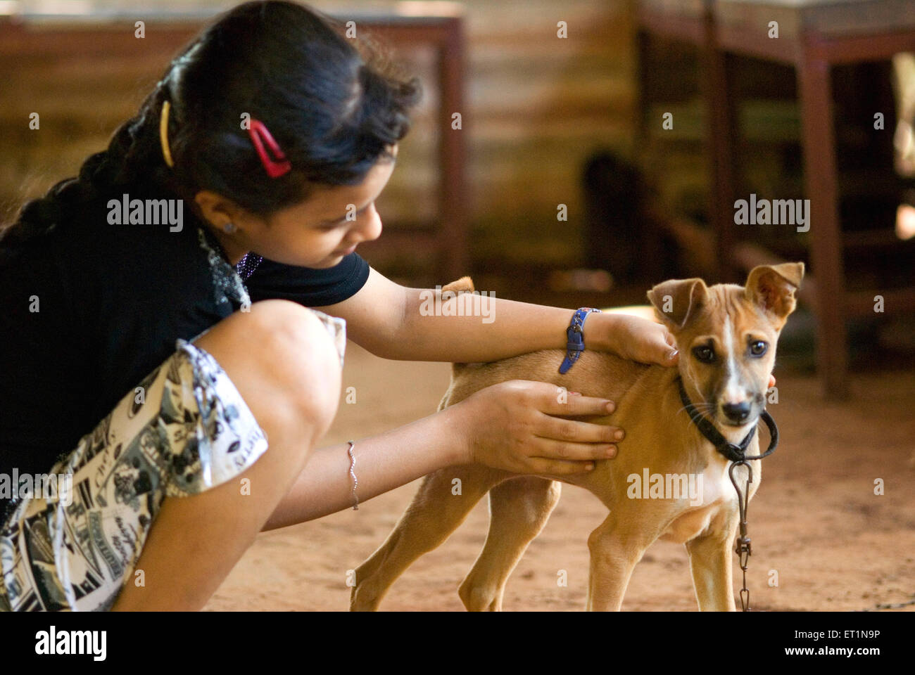 Jeune fille et un chiot petit chien en jouant humeur M.# 556 Banque D'Images