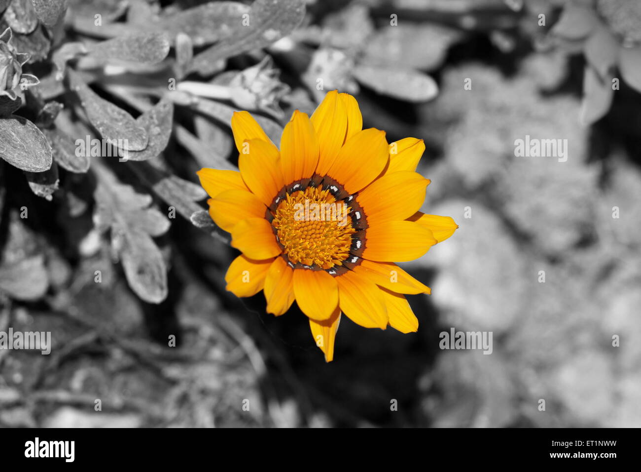 Fleur jaune (Fiore Giallo) Banque D'Images