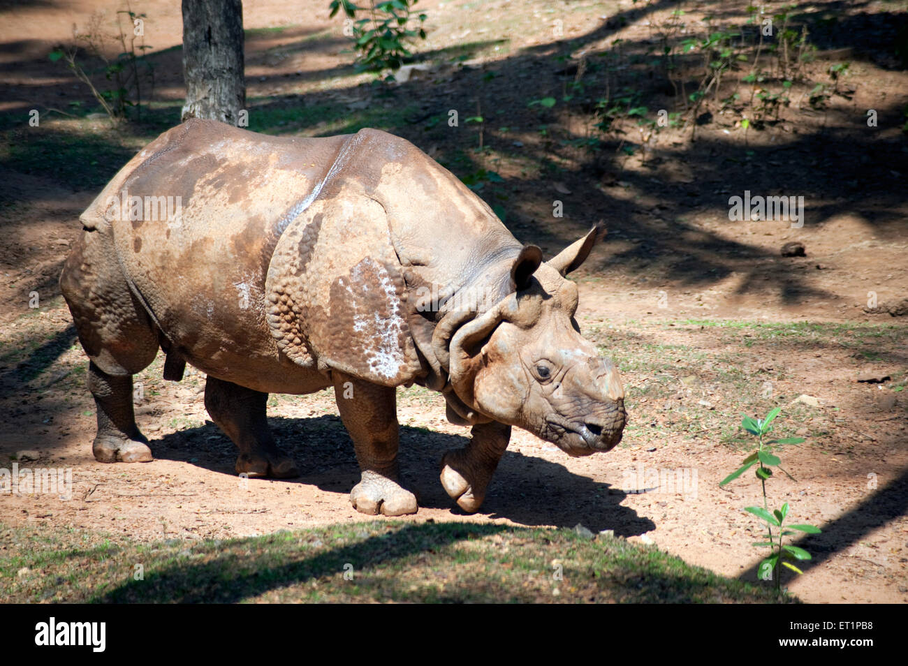 Rhino rhinocéros unicornis ; zoo de Trivandrum ; Thiruvananthapuram ; Kerala ; Inde ;Asie Banque D'Images